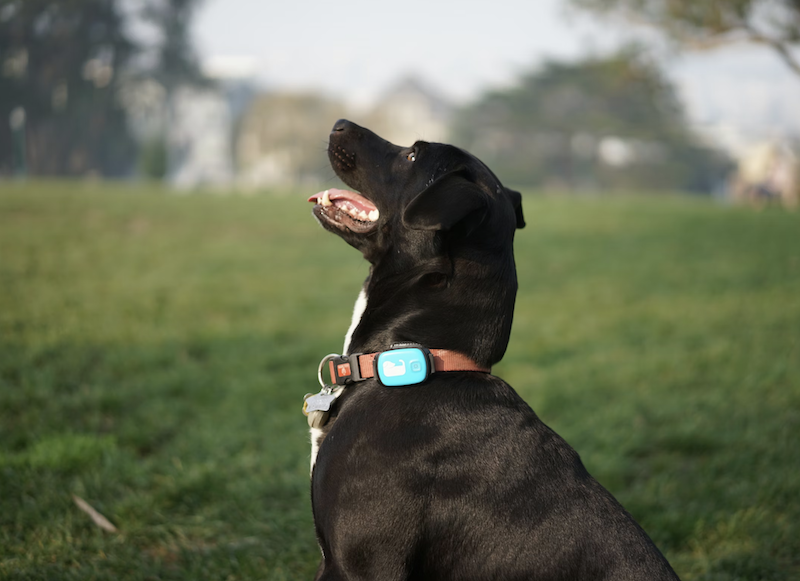 Pet tech and gadgets to take you into the future